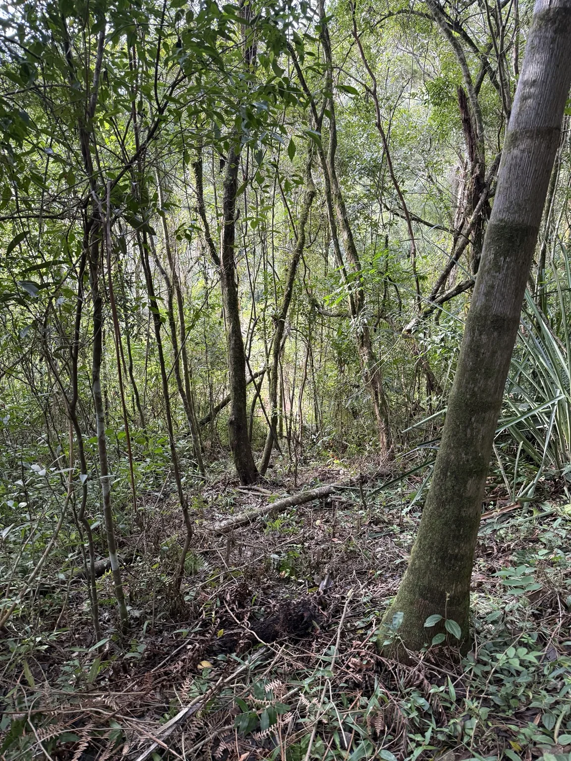 Floresta natural antes das obras