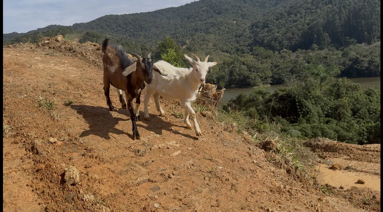 Cabras no terreno do parque